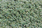 Polyester & Cotton Dirt Trapper Door Mat DM1609